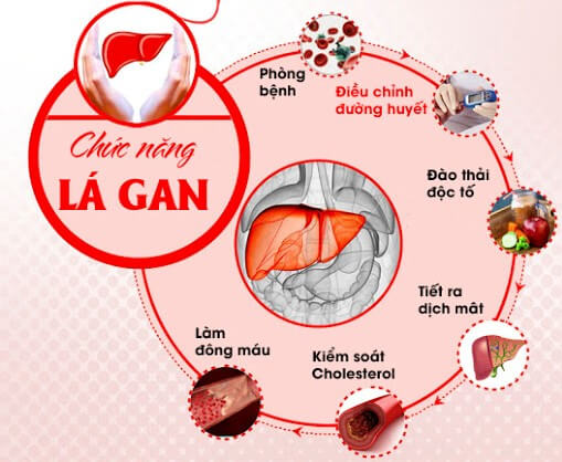 Chức năng của gan là gì?