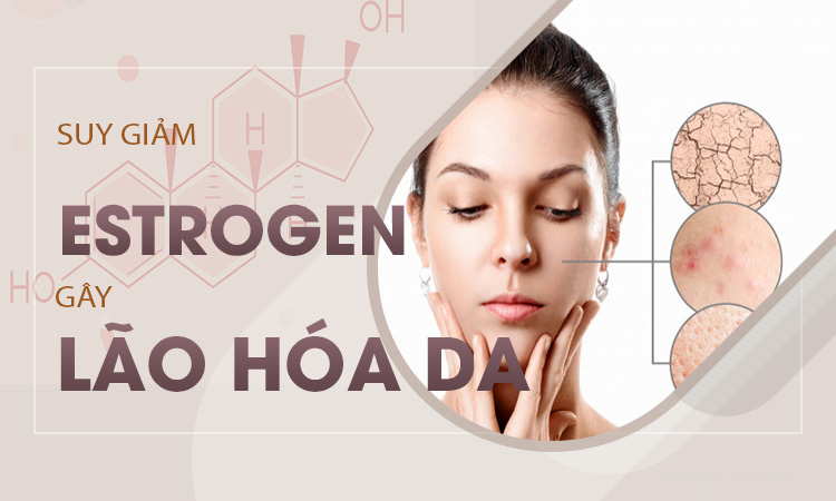 Estrogen dường như hỗ trợ trong việc ngăn ngừa lão hóa da